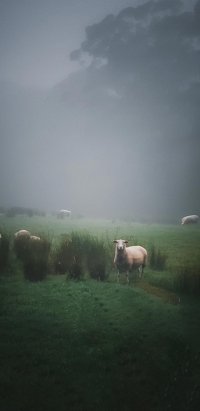 Pecora Dairy Fields